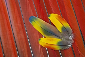 Three Covert Feathers laying on Scarlet Macaws Tail Feathers Three Covert Feathers laying on Scarlet Macaws Tail Feathers