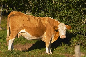Cow Brown and white Profile Smaland region. Sweden, Europe Cow Brown and white Profile Smaland region. Sweden, Europe