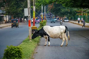 Graze Gallery: Cow grazing on the street, Bangalore, India