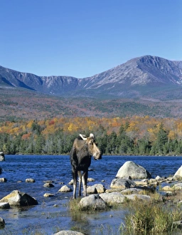 Cow moose (Alces alces) wading in the lake with Mt. Katahdin in the background. Baxter State Park Cow moose (Alces alces) wading in the lake with Mt. Katahdin in the background. Baxter State Park