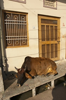 Cow sleeping on the sidewalk, Udaipur, Rajasthan, India Cow sleeping on the sidewalk, Udaipur, Rajasthan, India