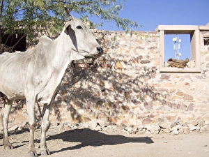 Cow and stonewall with communications tower in the background, Jodhpur, Rajasthan, India Cow and stonewall with communications tower in the background, Jodhpur, Rajasthan, India