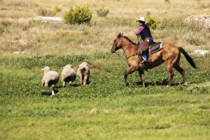 Cowboy on horse and Border Collie, lassoiing, sheep Cowboy on horse and Border Collie, lassoiing, sheep