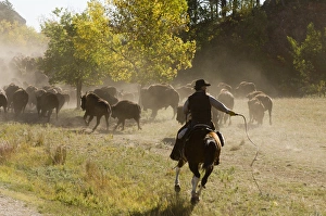Cowboy pushing herd at Bison Roundup, Custer State Park, Black Hills, South Dakota, USA Cowboy pushing herd at Bison Roundup, Custer State Park, Black Hills, South Dakota, USA