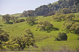 Cows graze beneath a grove of California Valley Oak (Quercus lobata) trees Cows graze beneath a grove of California Valley Oak (Quercus lobata) trees