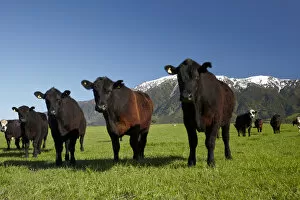 Seaward Gallery: Cows near Kaikoura, and Seaward Kaikoura Ranges, Marlborough, South Island, New Zealand