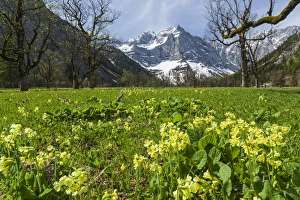 Cowslip (primula Veris) in Eng valley, Karwendel mountain range in austria, with Cowslip (primula Veris) in Eng valley, Karwendel mountain range in austria, with