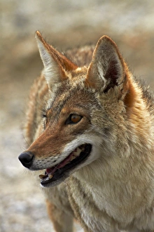 Coyote (Canis latrans) at Badwater Basin, Death Valley National Park, Mojave Desert Coyote (Canis latrans) at Badwater Basin, Death Valley National Park, Mojave Desert