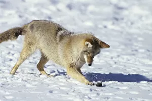 Coyote (Canis latrans) in winter playing with mouse, MT (Captive Animal)