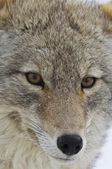 <b class=qtipBold><figcaption>Coyote Close-up</figcaption></b><br><em>© Ken Archer / DanitaDelimont.com</em> Coyote Close-up