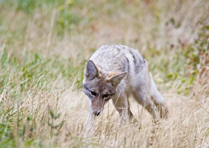 Coyote hunts during snow squall in Glacier National Park in Montana Coyote hunts during snow squall in Glacier National Park in Montana