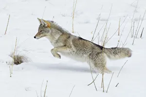 <b class=qtipBold><figcaption>Coyote Leaping</figcaption></b><br><em>© Ken Archer / DanitaDelimont.com</em> Coyote Leaping
