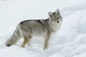 Coyote Looking