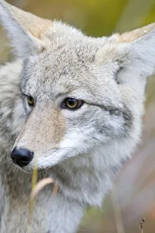 Coyote portrait during snow squall in Glacier National Park in Montana Coyote portrait during snow squall in Glacier National Park in Montana