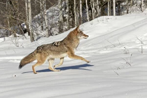 Coyote running on snow, (Captive) Montana Canis latrans Canid
