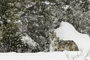 Coyote in snow, (Captive) Montana Canis latrans Canid