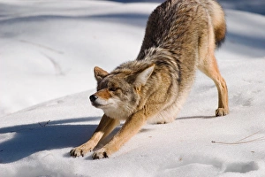 Coyote stretching, Yosemite National Park, CA, USA Coyote stretching, Yosemite National Park, CA, USA