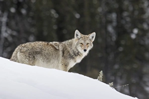 <b class=qtipBold><figcaption>Coyote in Winter</figcaption></b><br><em>© Ken Archer / DanitaDelimont.com</em> Coyote in Winter