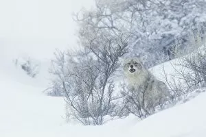 Coyote, winter hiding spot