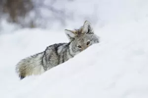 Coyote; on the winter hunt