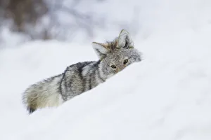 <b class=qtipBold><figcaption>Coyote; on the winter hunt</figcaption></b><br><em>© Ken Archer / DanitaDelimont.com</em> Coyote; on the winter hunt