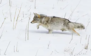 <b class=qtipBold><figcaption>Coyote; Winter Stalking</figcaption></b><br><em>© Ken Archer / DanitaDelimont.com</em> Coyote; Winter Stalking