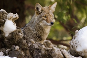 Coyote, Yosemite National Park, California, USA Coyote, Yosemite National Park, California, USA