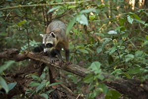 Crab-eating Raccoon (Procyon cancrivorus) HABITUATED Savannah Rupununi Crab-eating Raccoon (Procyon cancrivorus) HABITUATED Savannah Rupununi