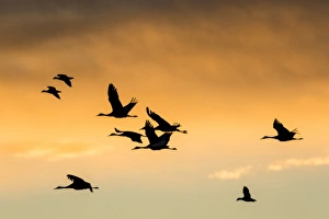 Cranes and geese in flight, Bosque del Apache NWR, NM Cranes and geese in flight, Bosque del Apache NWR, NM