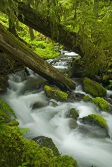 Creek in Sol Duc Drainage, Olympic National Park, Washington, US Creek in Sol Duc Drainage, Olympic National Park, Washington, US