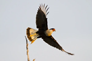 Crested Caracara (Caricara cheriway) adult taking flight Crested Caracara (Caricara cheriway) adult taking flight