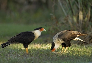 Crested Caracara with juvenile, scavenging, Caracara cheriway, Kissimmee Prairie Crested Caracara with juvenile, scavenging, Caracara cheriway, Kissimmee Prairie