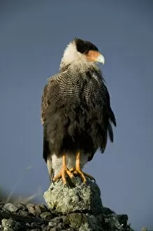 Images Dated 19th December 2003: Crested Caracara, Polyborus plancus. Perched as it scans ground for food. Pantanal, Brazil
