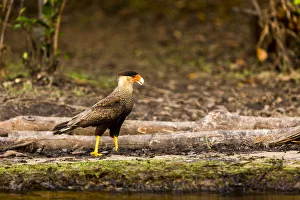A crested caracara walks along a river bank in the Brazilian Pantanal with a reflection A crested caracara walks along a river bank in the Brazilian Pantanal with a reflection