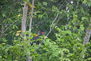 A Crested Guan (Penelope purpurascens) looks out above thick foliage of the Rainforest A Crested Guan (Penelope purpurascens) looks out above thick foliage of the Rainforest