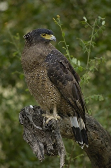 Crested Serpent Eagle (Spilornis cheela). Bharatpur or Keoladeo Ghana Sanctuary. Rajasthan Crested Serpent Eagle (Spilornis cheela). Bharatpur or Keoladeo Ghana Sanctuary. Rajasthan