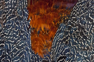 Crestless Fireback Pheasant breast and Wing Feathers Crestless Fireback Pheasant breast and Wing Feathers