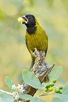 Crimson-collared Grosbeak (Rhodothraupis celaeno) female feeding on potato tree fruit in s Crimson-collared Grosbeak (Rhodothraupis celaeno) female feeding on potato tree fruit in s