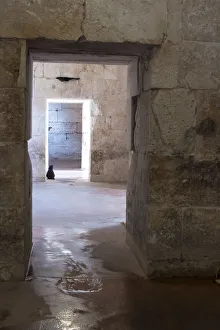 Croatia, Split. Feral cat stands watch at cellar doorway Diocletian Palace Croatia, Split. Feral cat stands watch at cellar doorway Diocletian Palace