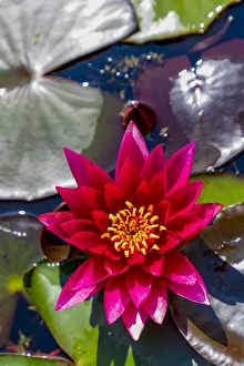 Croatia, Zagreb. Water lily plant in Botanical Gardens Croatia, Zagreb. Water lily plant in Botanical Gardens
