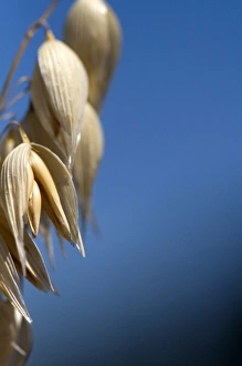 Crop of ripe oats in the Willamette Valley of Oregon, USA Crop of ripe oats in the Willamette Valley of Oregon, USA