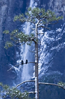 Crows (Corvidae corvus) in front of Bridalveil Fall, Yosemite Crows (Corvidae corvus) in front of Bridalveil Fall, Yosemite