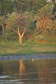 Cruising the nile river and the backdrop of the shoreline, with the desert just behind the Palms Cruising the nile river and the backdrop of the shoreline, with the desert just behind the Palms