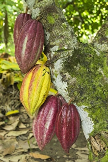 Cuba, Barracoa. Cacao pods hanging on tree at an organic cacao farm near Baracoa Cuba, Barracoa. Cacao pods hanging on tree at an organic cacao farm near Baracoa