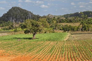 Cuba, Vinales. Cultivated fields in the valley Cuba, Vinales. Cultivated fields in the valley