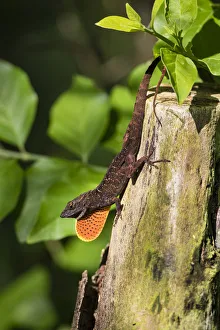 Cuban Brown Anole (Anolis sagrei) displaying dewlap Cuban Brown Anole (Anolis sagrei) displaying dewlap