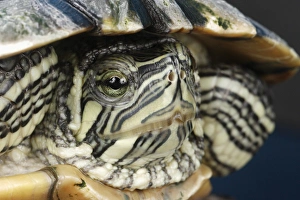 Cumberland Slider closeup Trachemys scripta troostii Native to Cumberland Cumberland Slider closeup Trachemys scripta troostii Native to Cumberland