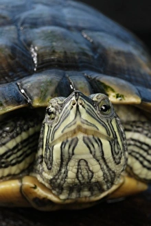Cumberland Slider (Trachemys scripta troostii) Native to Cumberland and Tennessee River Cumberland Slider (Trachemys scripta troostii) Native to Cumberland and Tennessee River