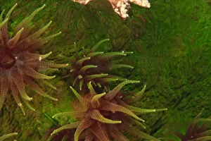 Images Dated 13th November 2005: Cup Corals (Tubastrea sp.), Bligh Water, Viti Levu, Fiji, South Pacific