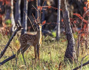 A curious white-tailed deer fawn in south Florida. Available as Framed Prints, Photos, Wall Art and other products #23766537 A curious white-tailed deer fawn in south Florida. Available as Framed Prints, Photos, Wall Art and other products #23766537